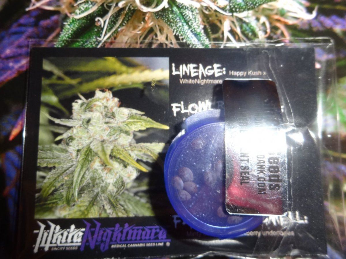 White Nightmare 035