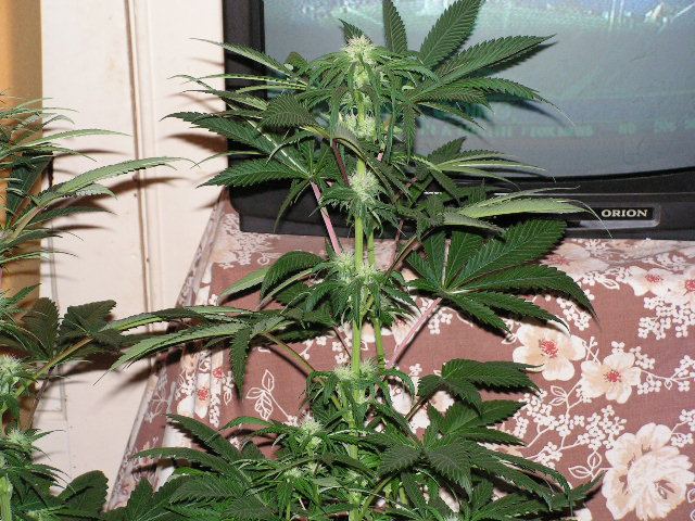WHITE PATCH COLA 2