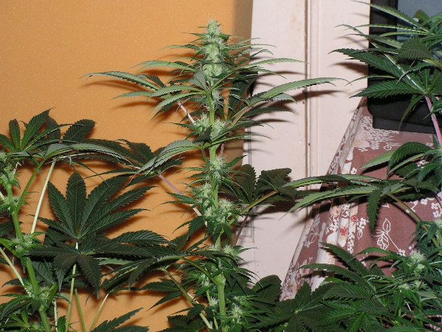 WHITE PATCH COLA