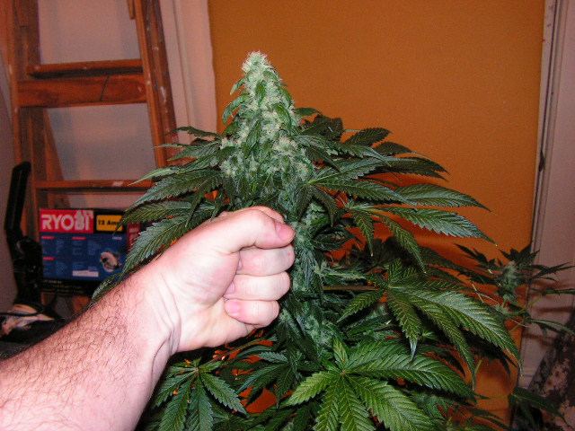 White patch fist pic