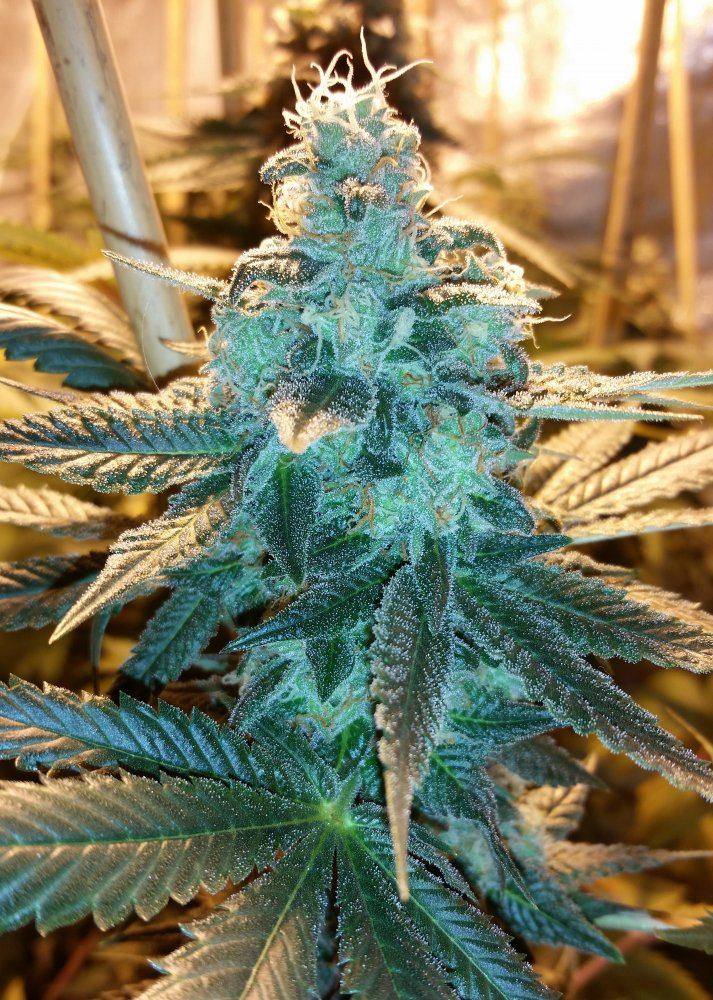 White Pie 2