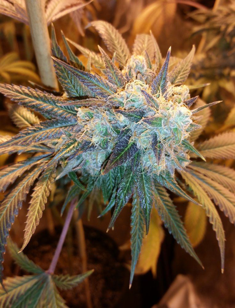 White Pie 3 1