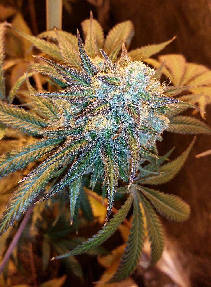 White Pie 3 6