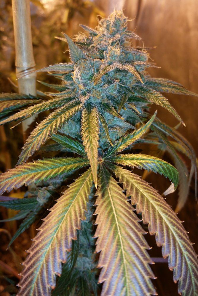 White Pie 3 7