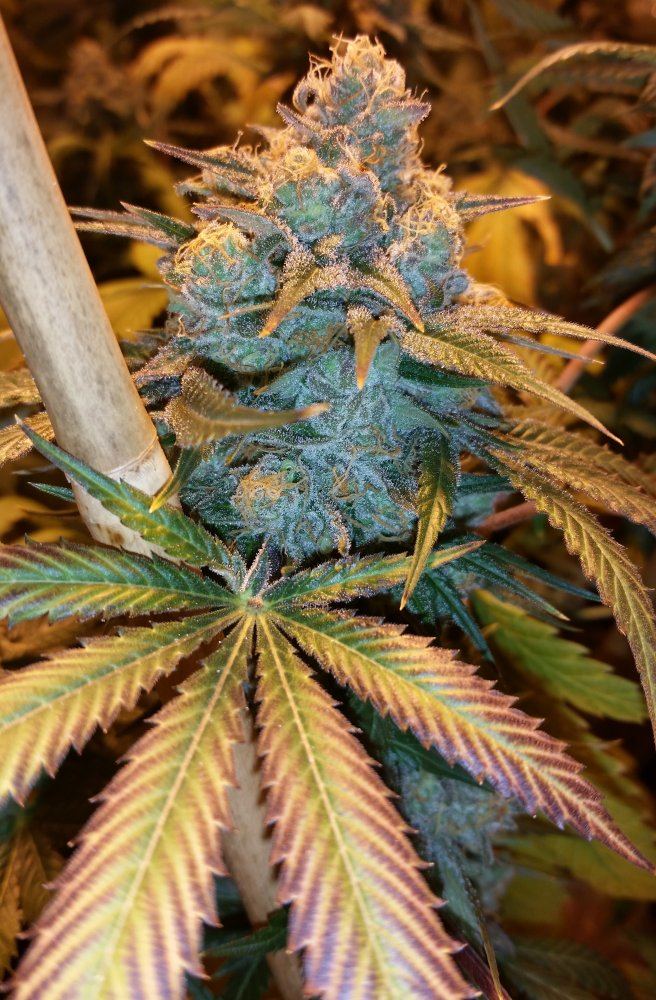 White Pie 3 8