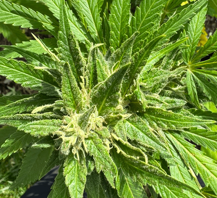 White pistils and amber trichs 2