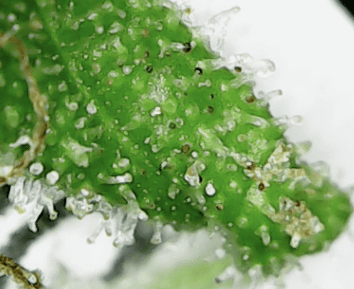 White pistils and amber trichs