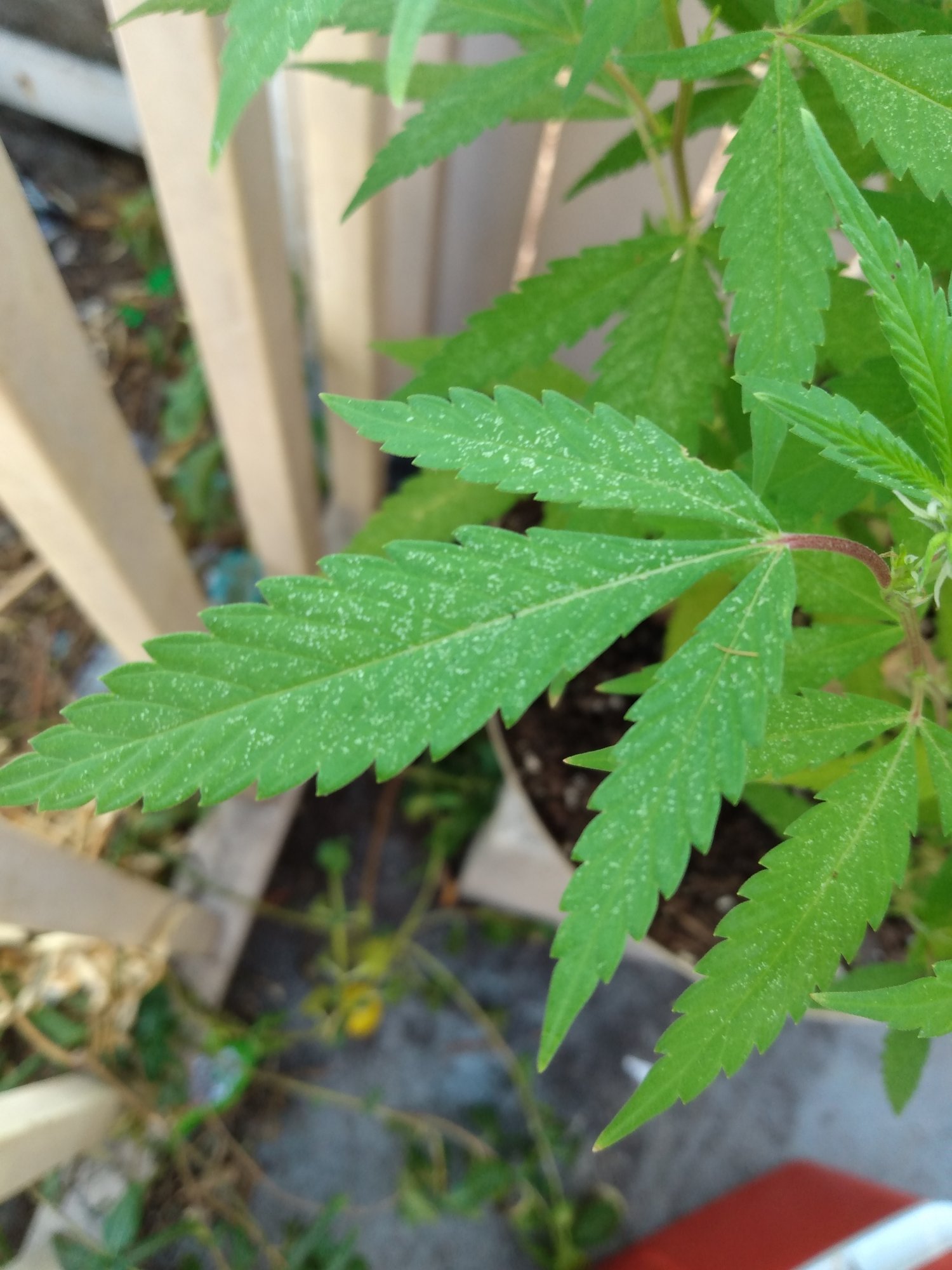 White powder on my leaves does not wipe off 2