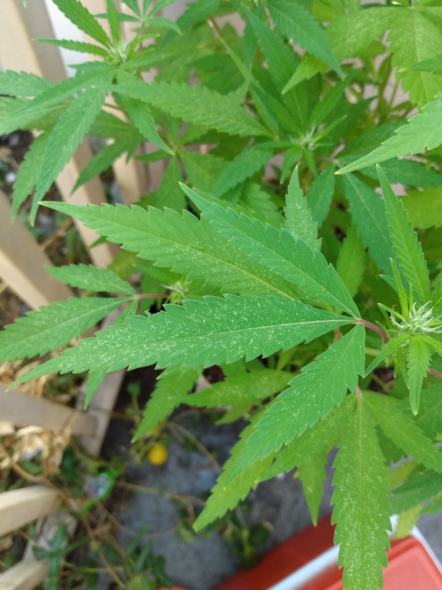 White powder on my leaves does not wipe off