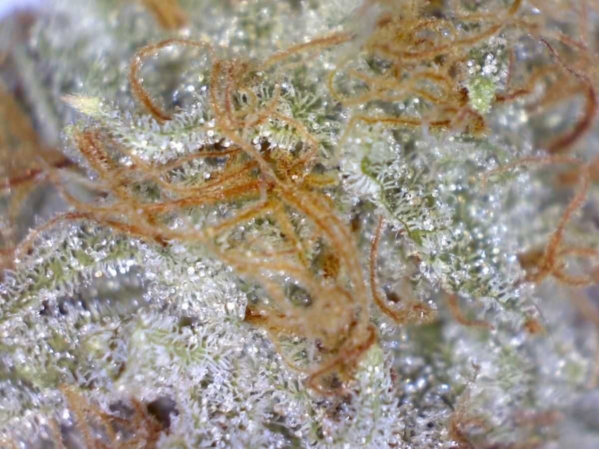 White Romulan 7 wks