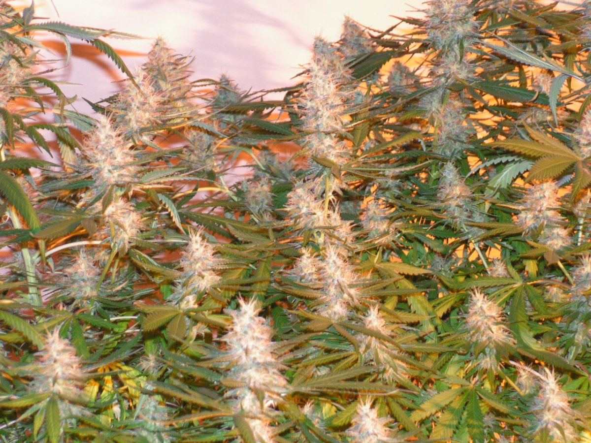 White salmon big 9 28 2