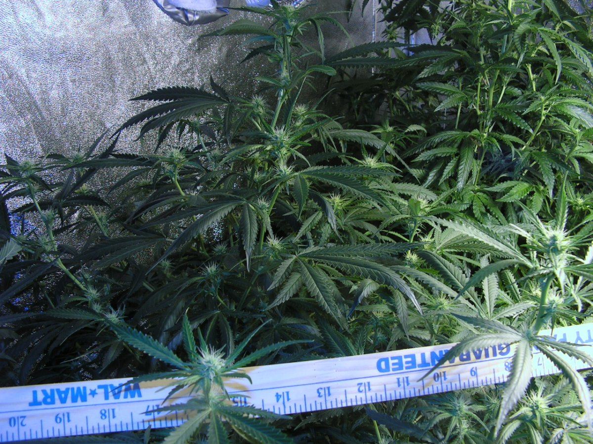 WHITE SALMON BRANCHING