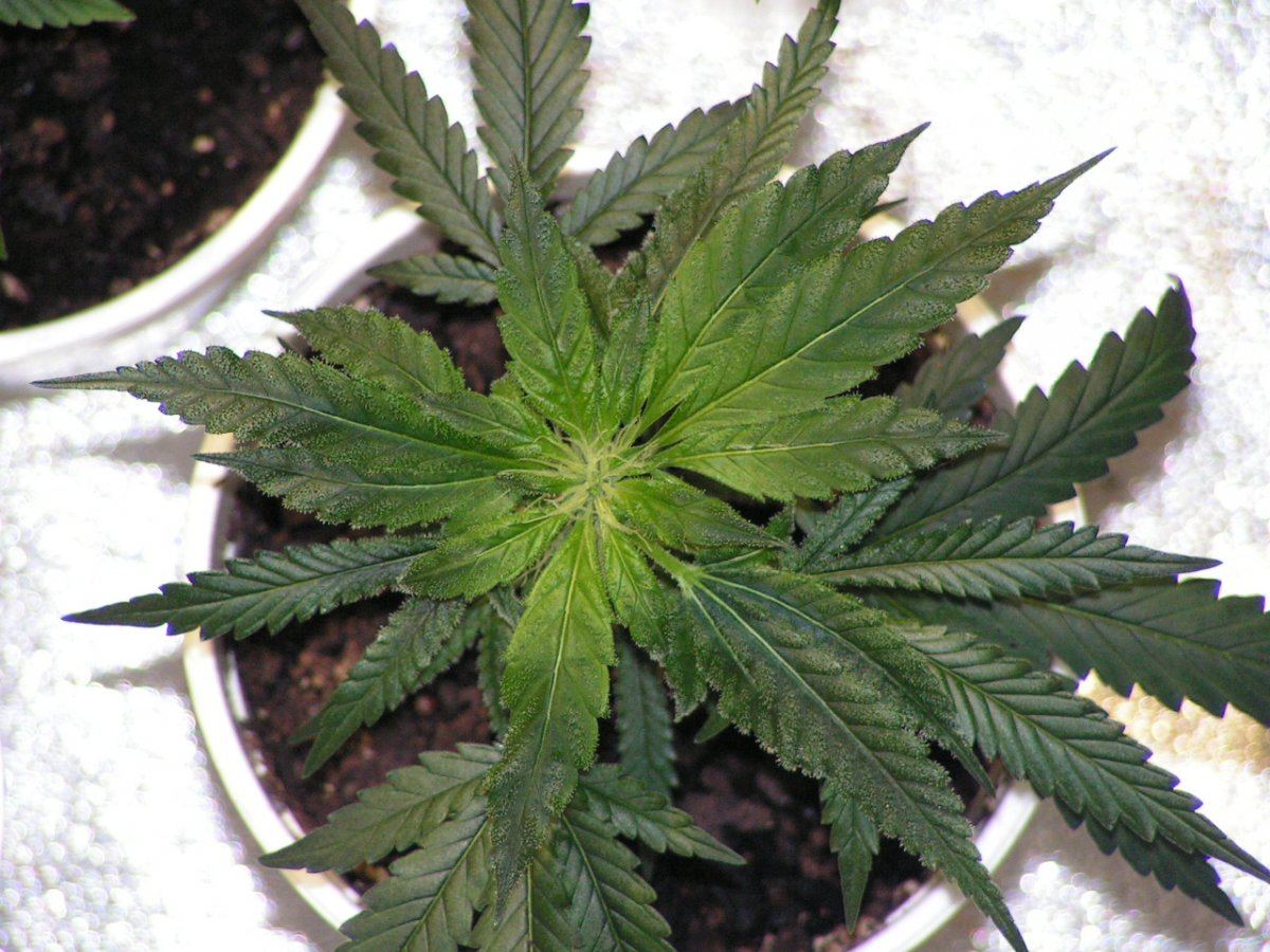 WHITE SALMON BUD CLONE 1