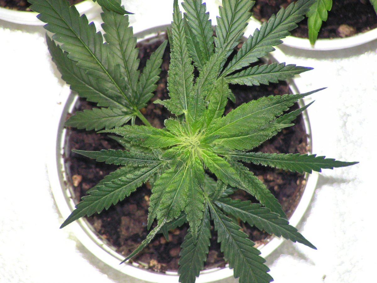 WHITE SALMON BUD CLONE 2