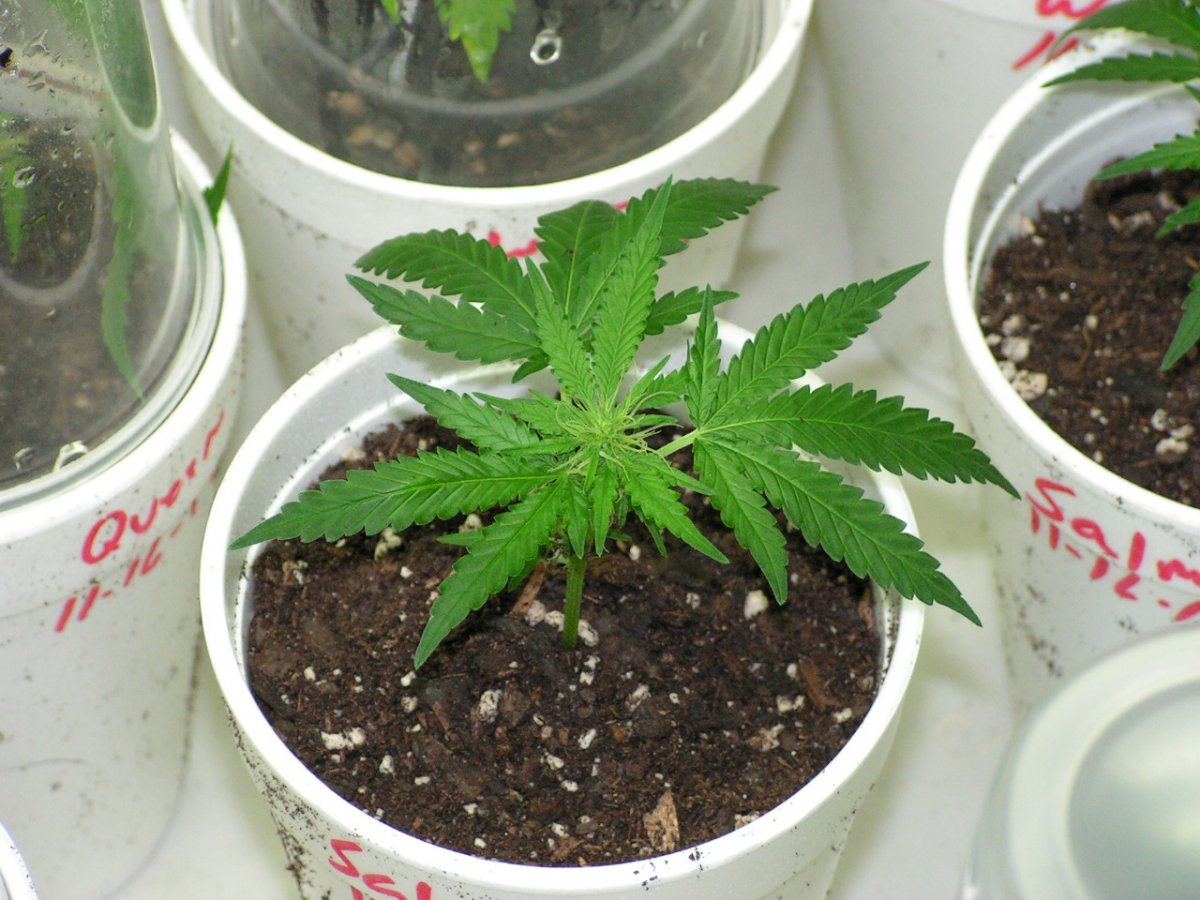 WHITE SALMON CLONE 1