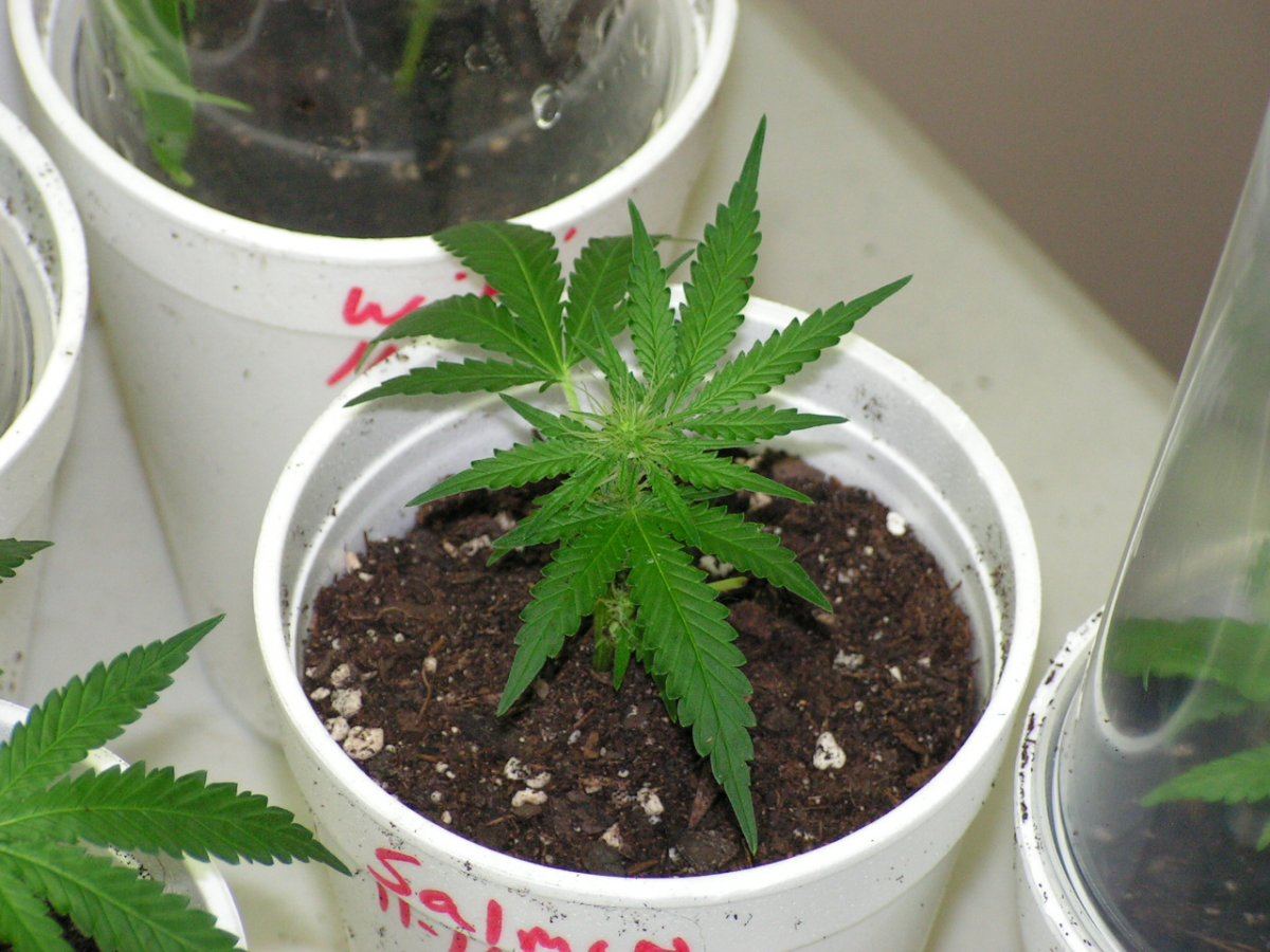 WHITE SALMON CLONE 2