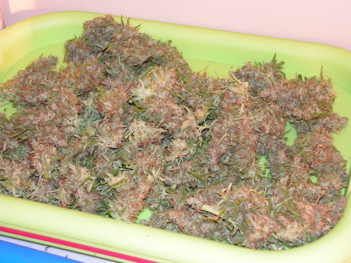 WHITE SALMON DRYING BUDS