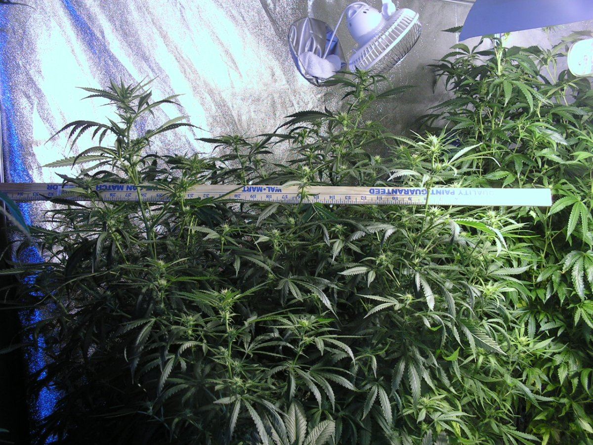 WHITE SALMON GETTING