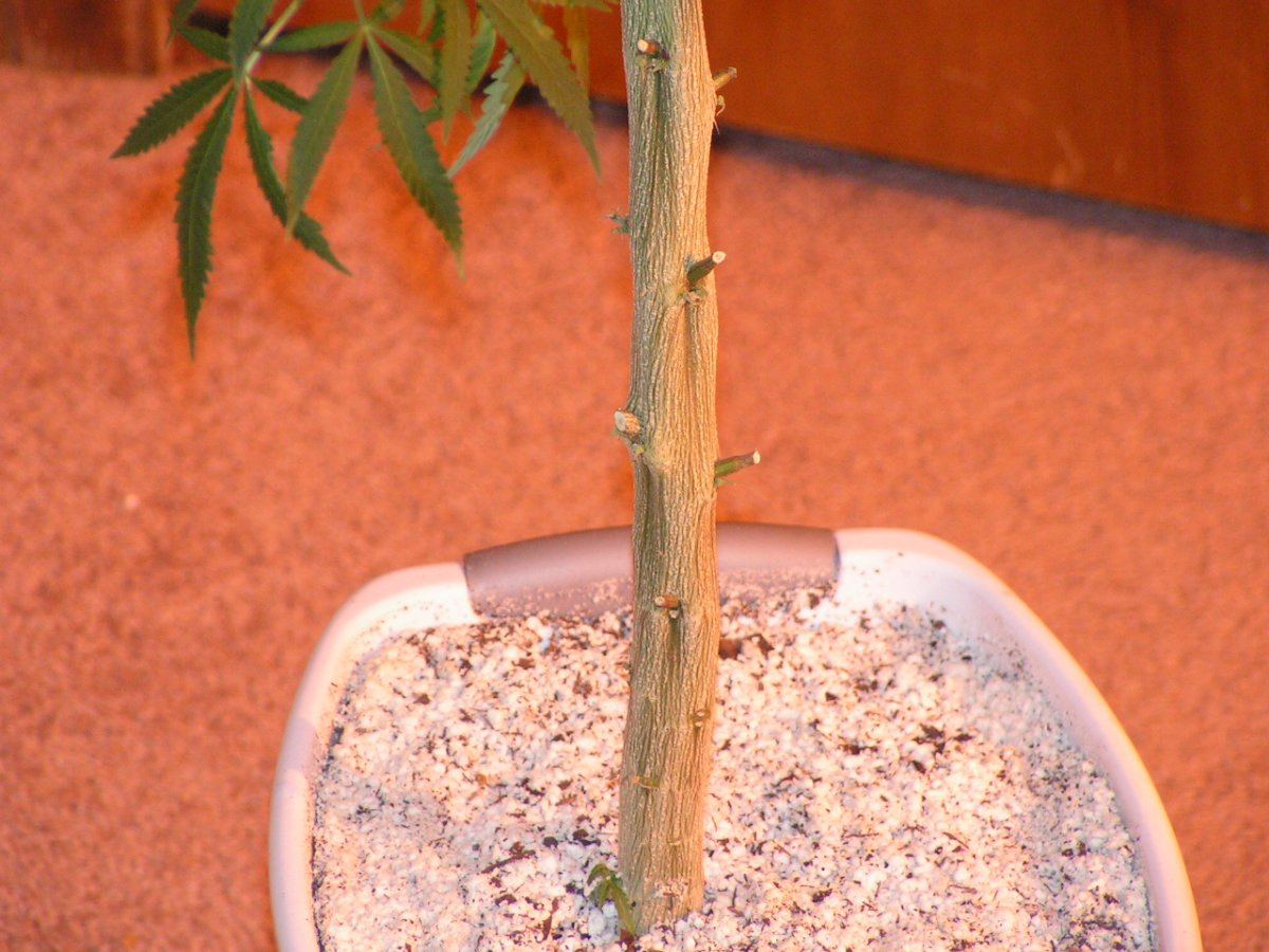 White salmon main stalk