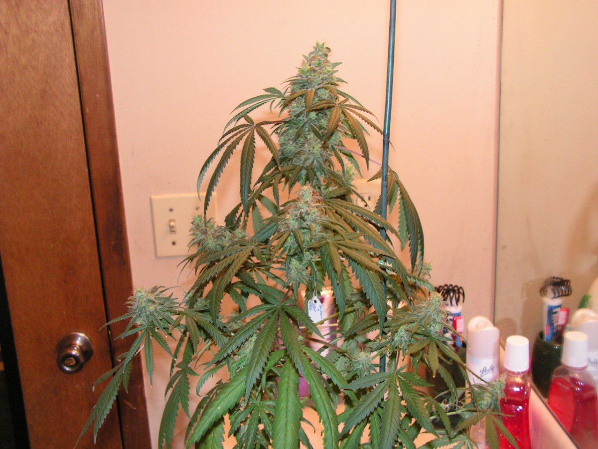 WHITE SALMON SEEDED