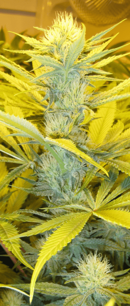 White Skunk 26 Days1