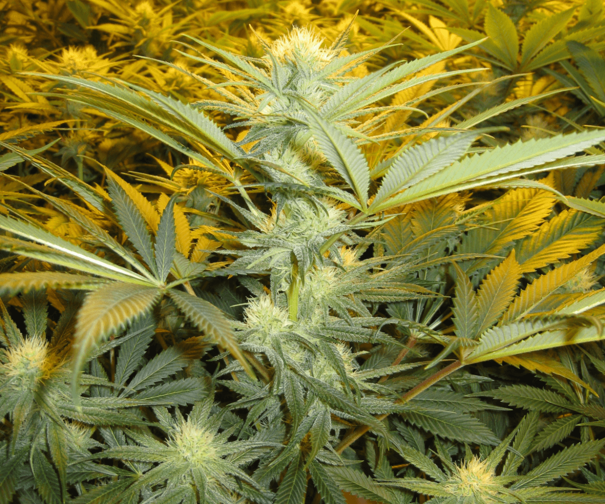 White Skunk 26 Days2