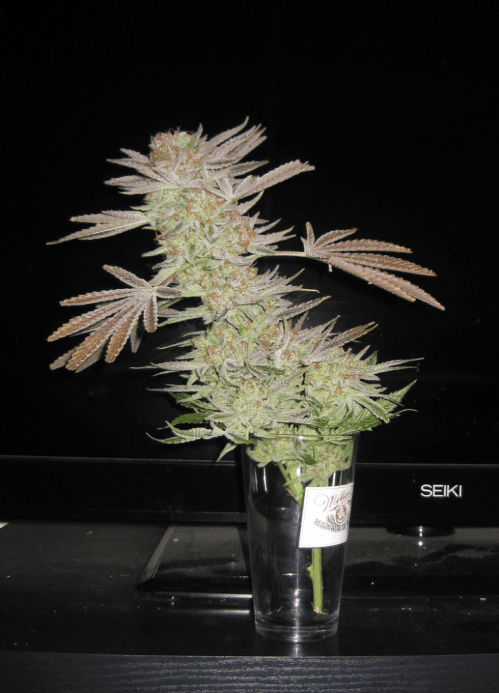 White Skunk Harvest1