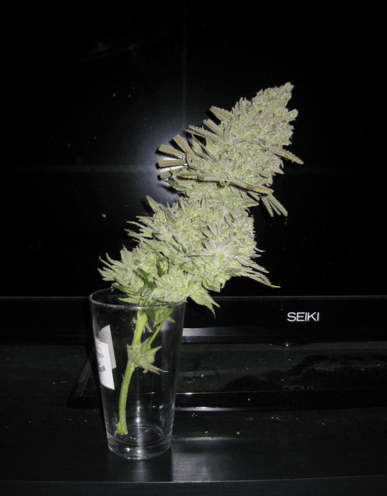 White Skunk Harvest2