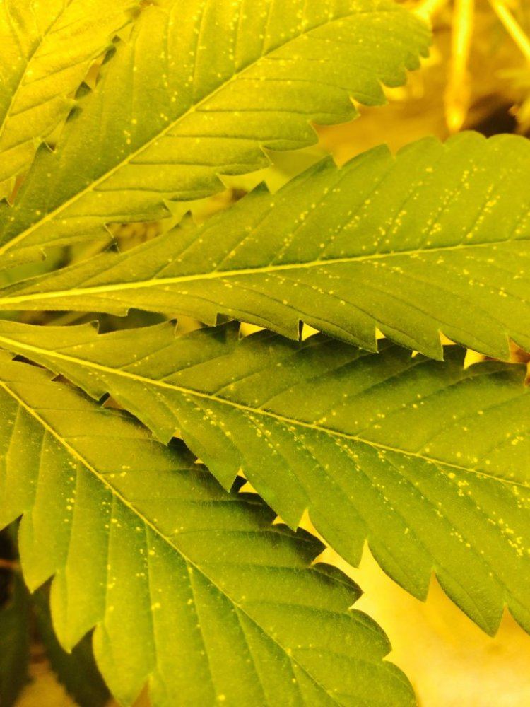 White specks on cannabis leaves along the leaves veins and midrib 3