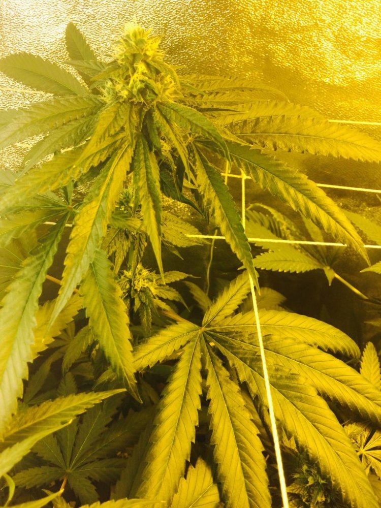 White specks on cannabis leaves along the leaves veins and midrib 5