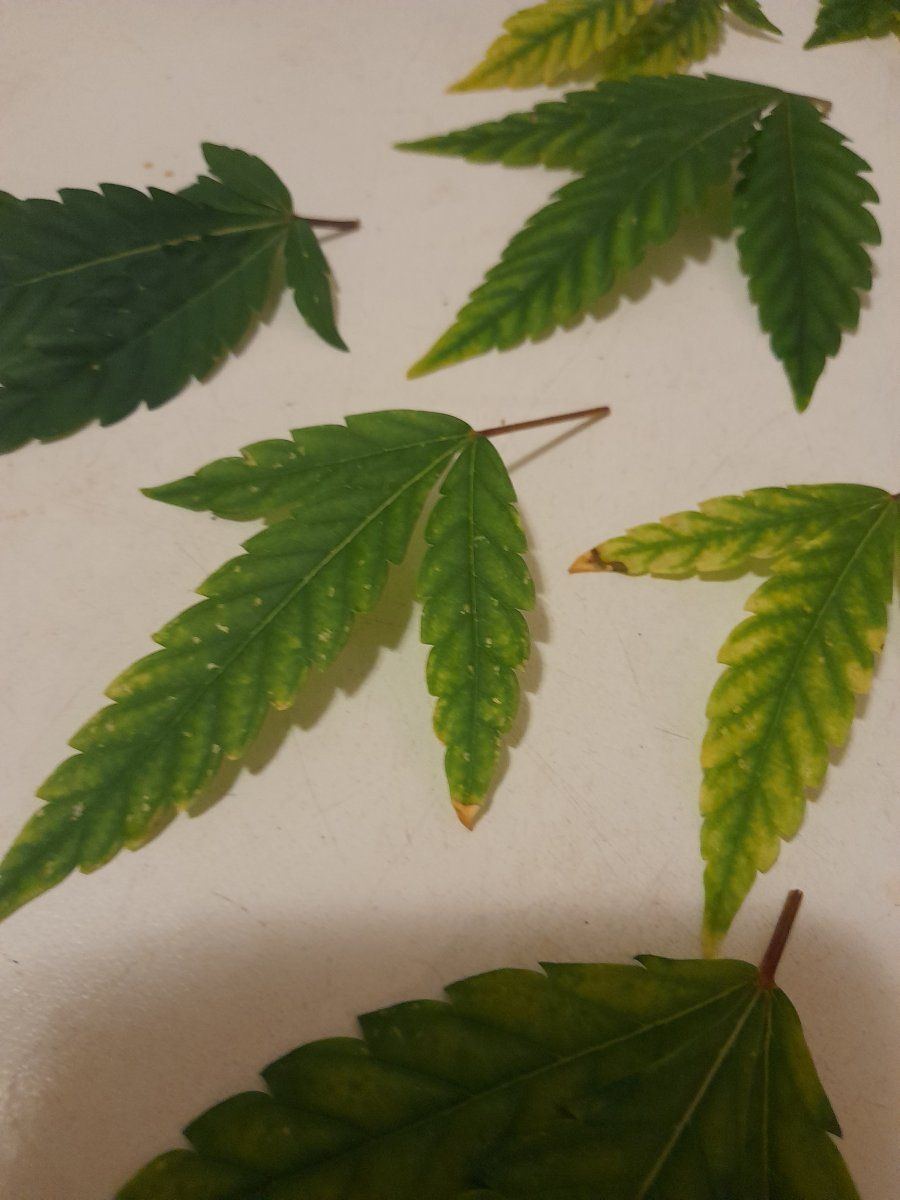 White spots and yellowing leaves