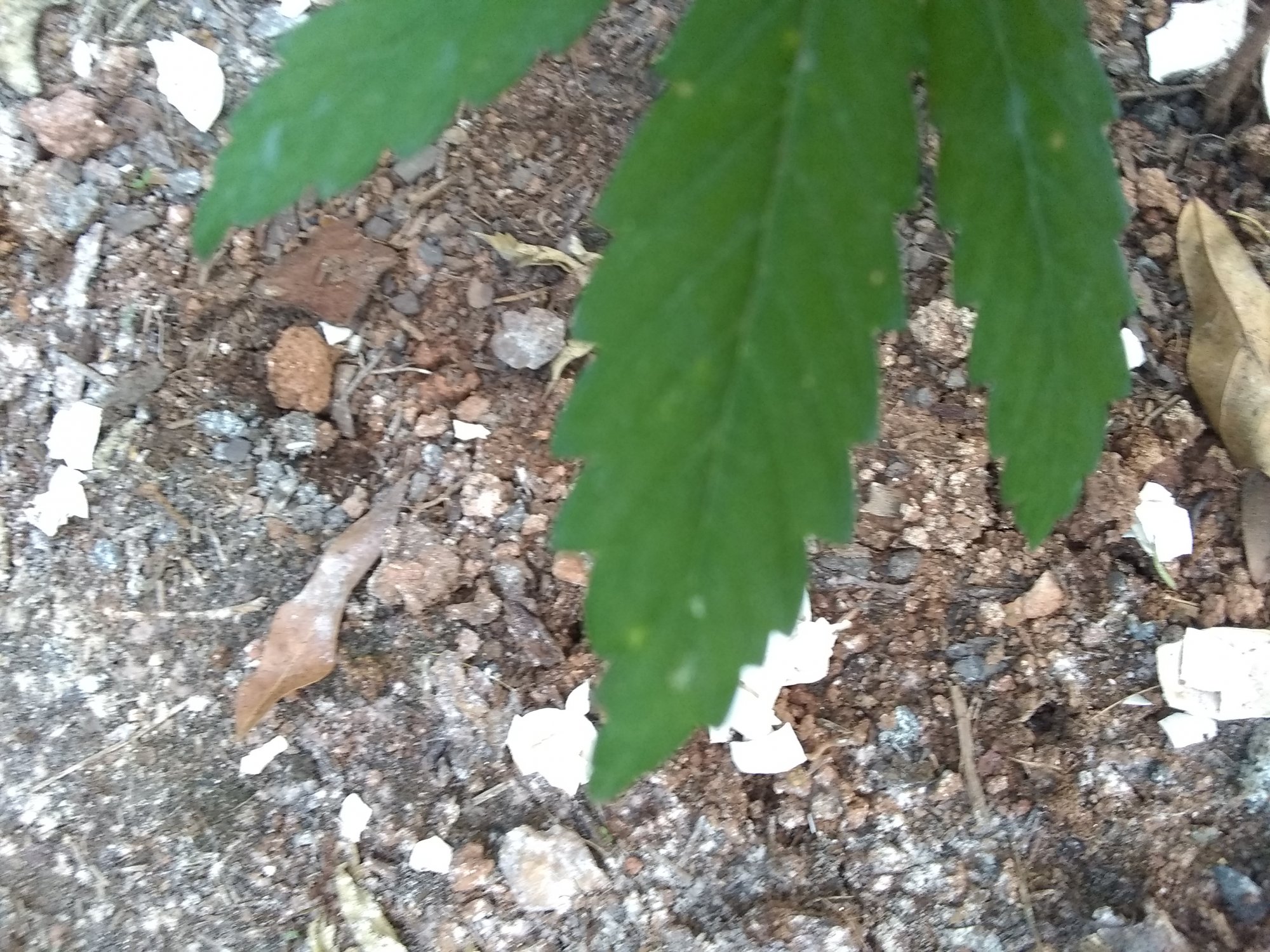 White spots