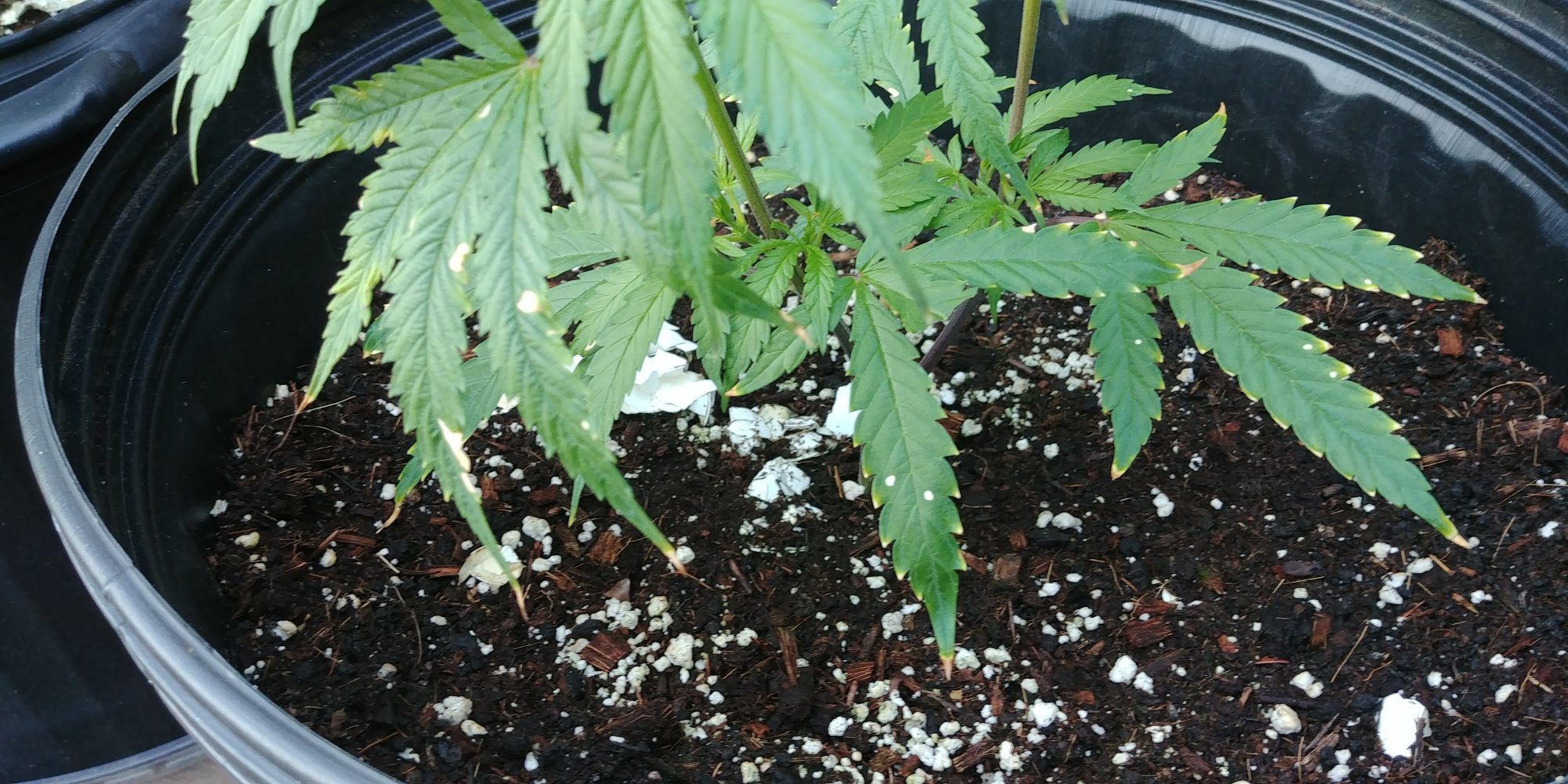 White spots need second opinion 5
