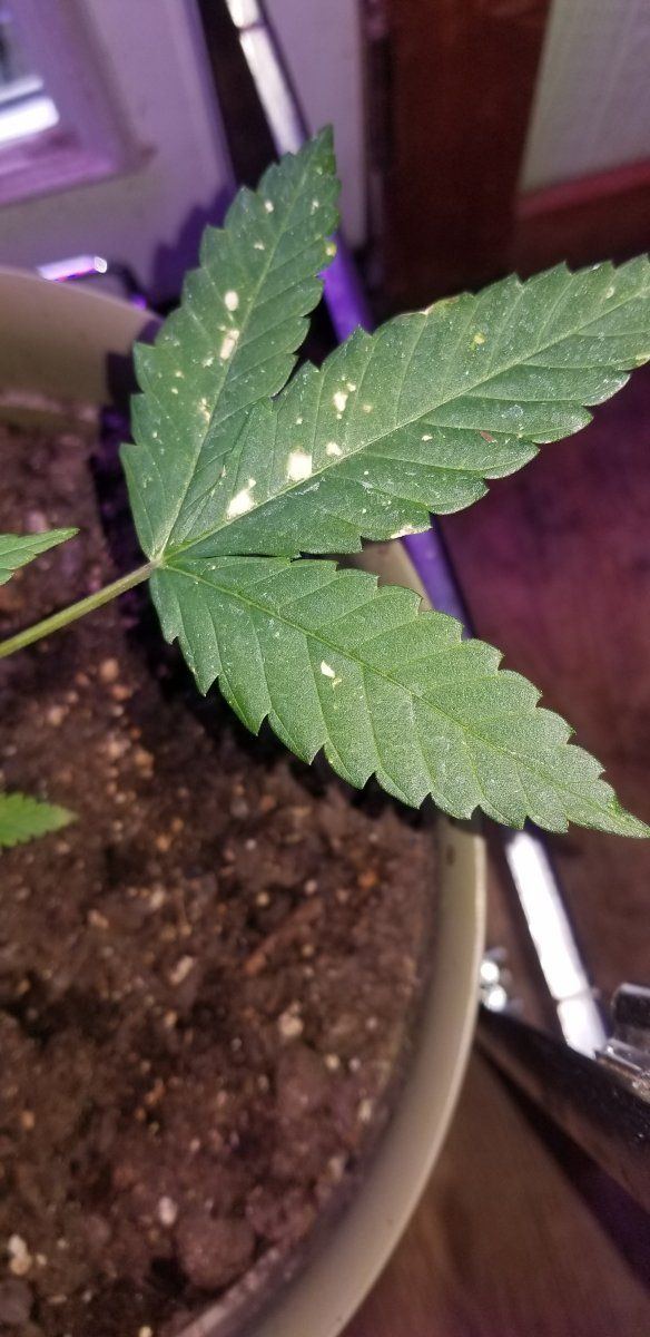 White spots on fan leaves