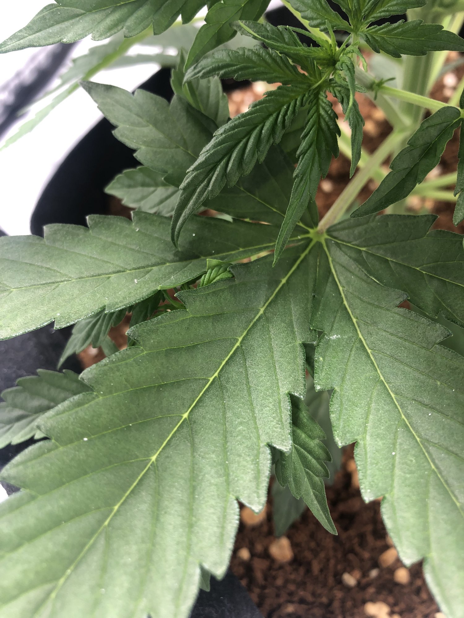 White spots on leaves 3
