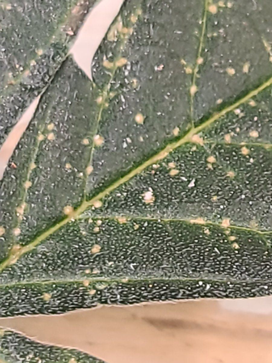 White spots on leaves stuff on underside 3