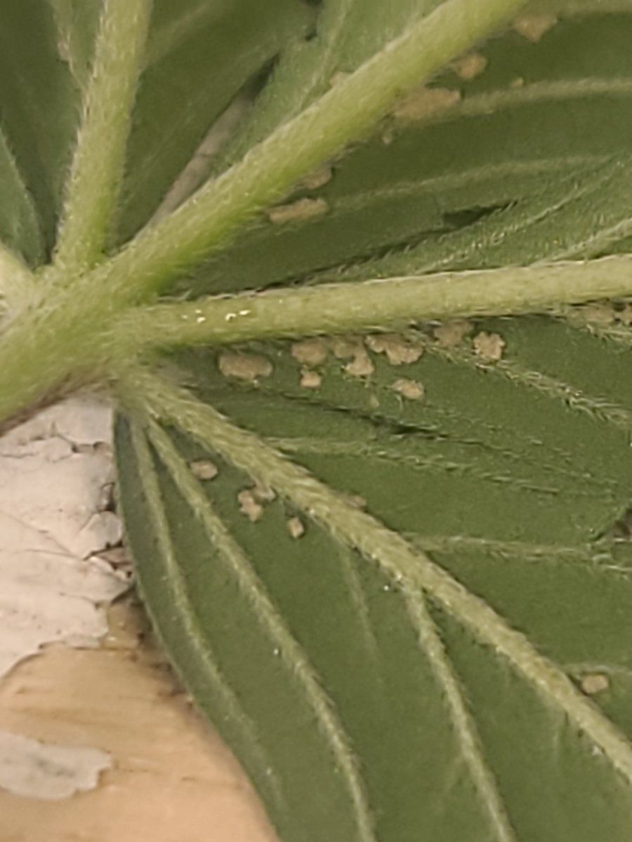 White spots on leaves stuff on underside 4