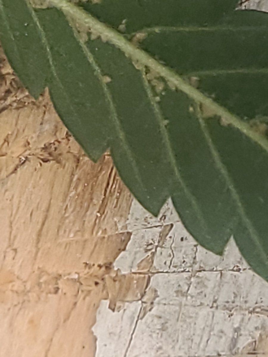 White spots on leaves stuff on underside 5