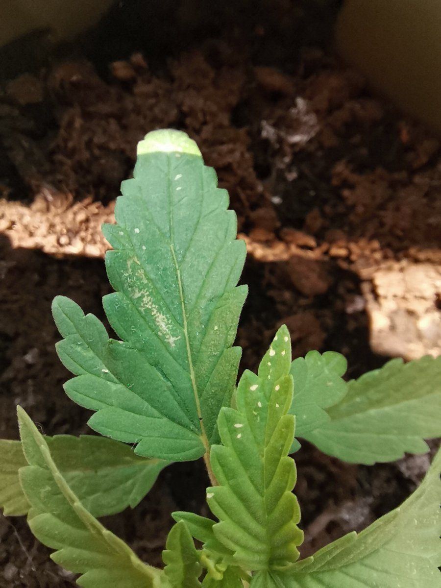 White spots on my leaves what is it