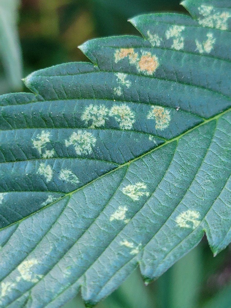 White spots on the leaves bugs 2