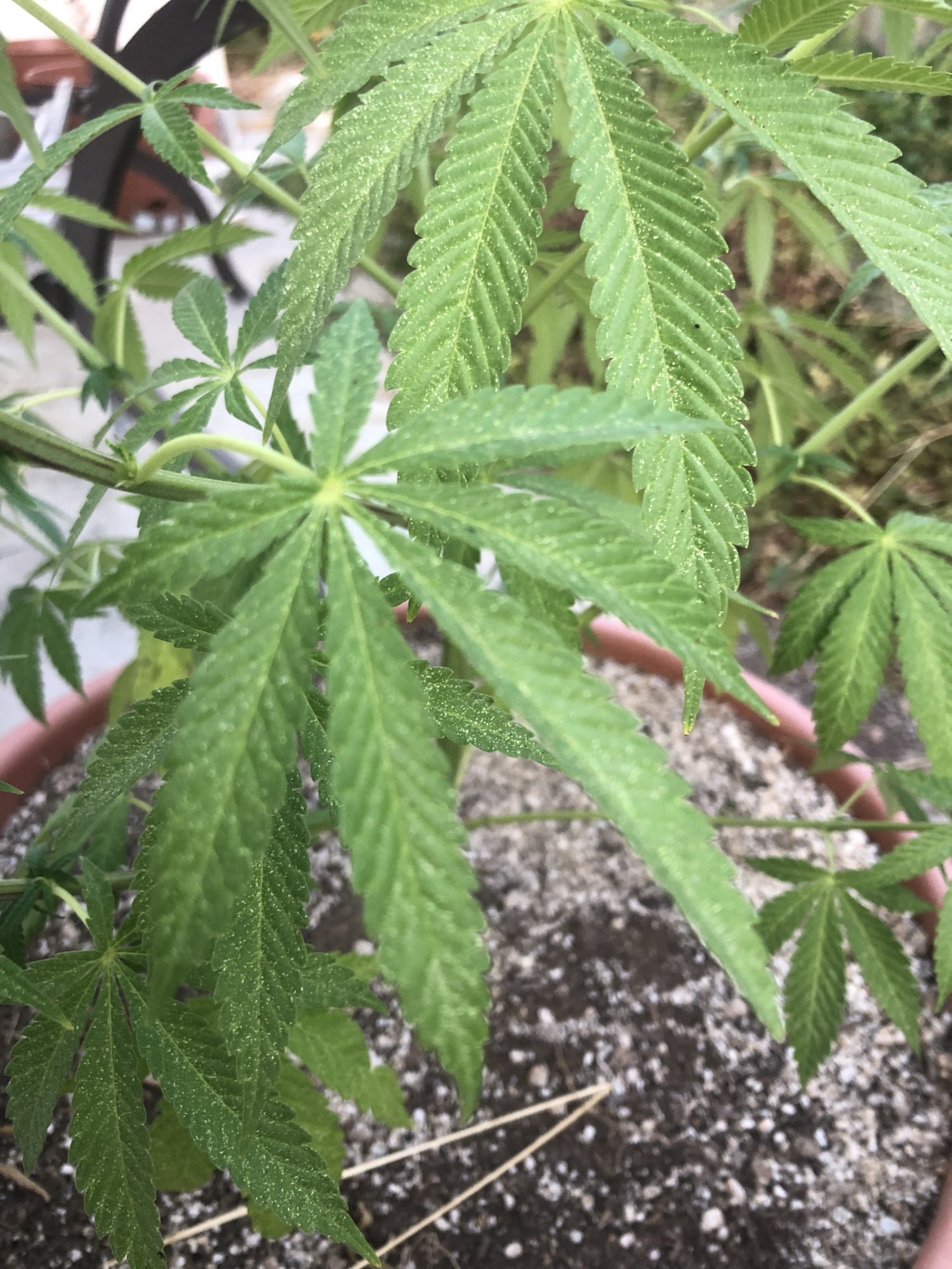 White spots pests or nutrient deficiency 2