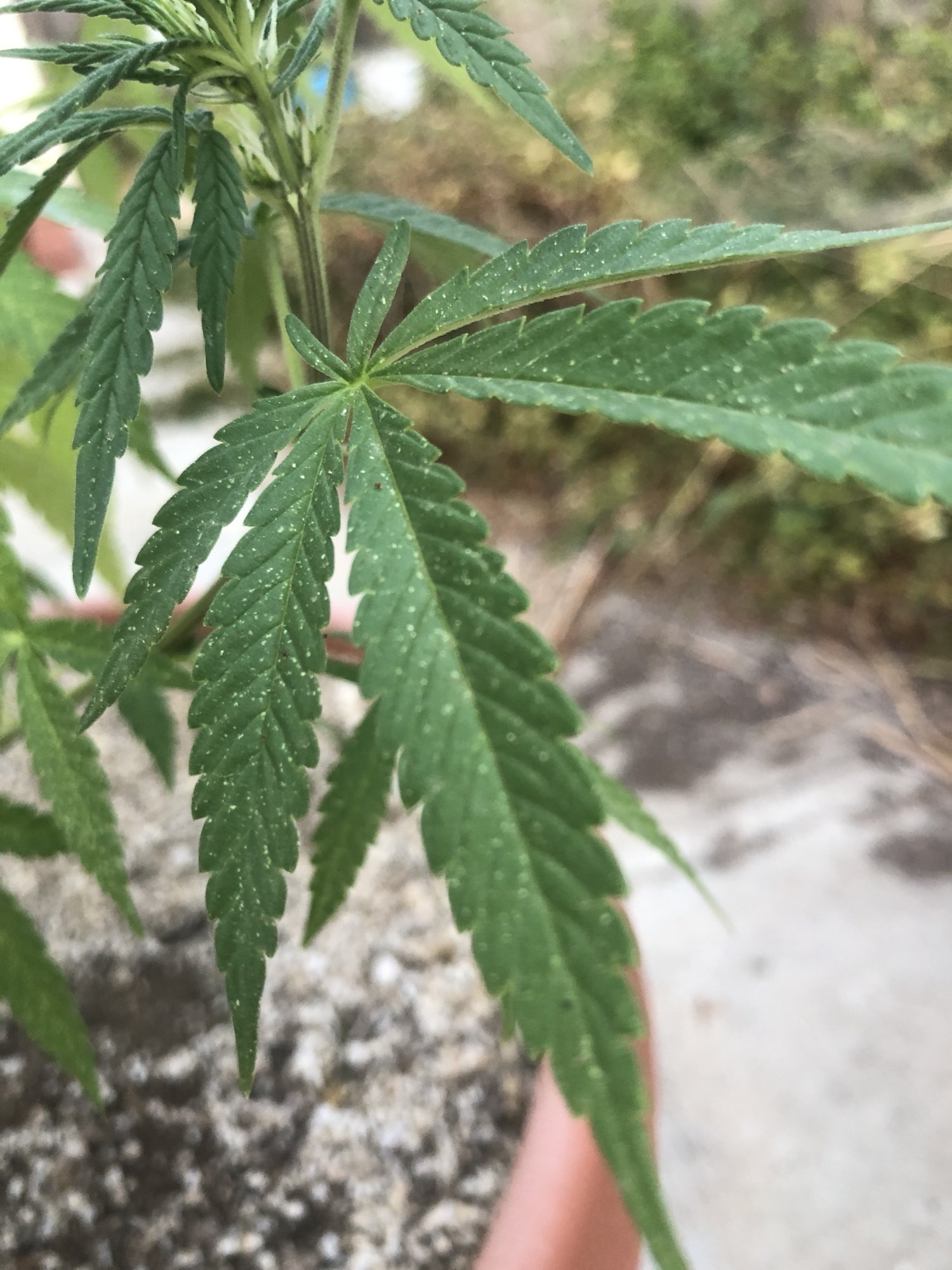 White spots pests or nutrient deficiency