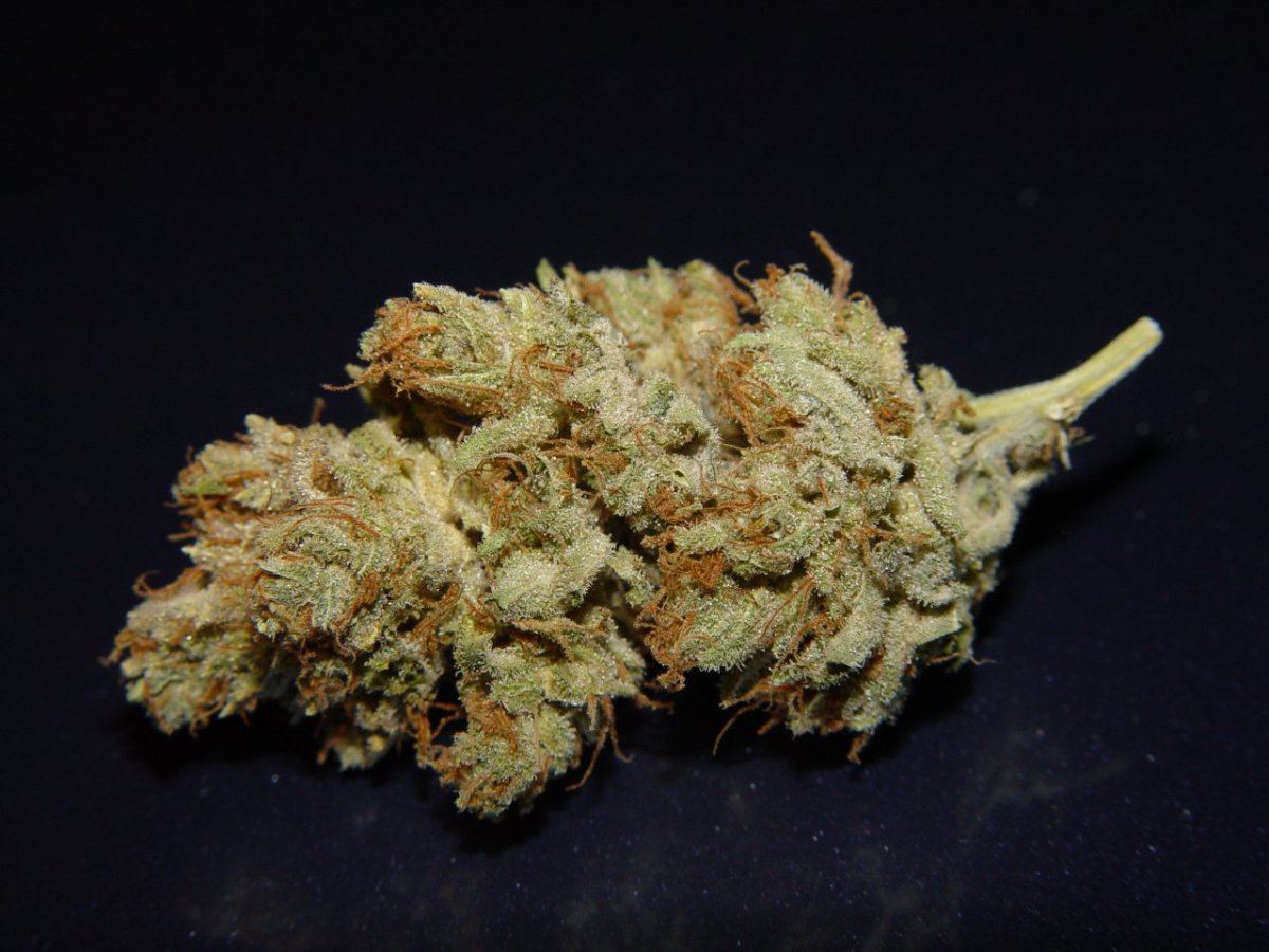 White Stardawg 1