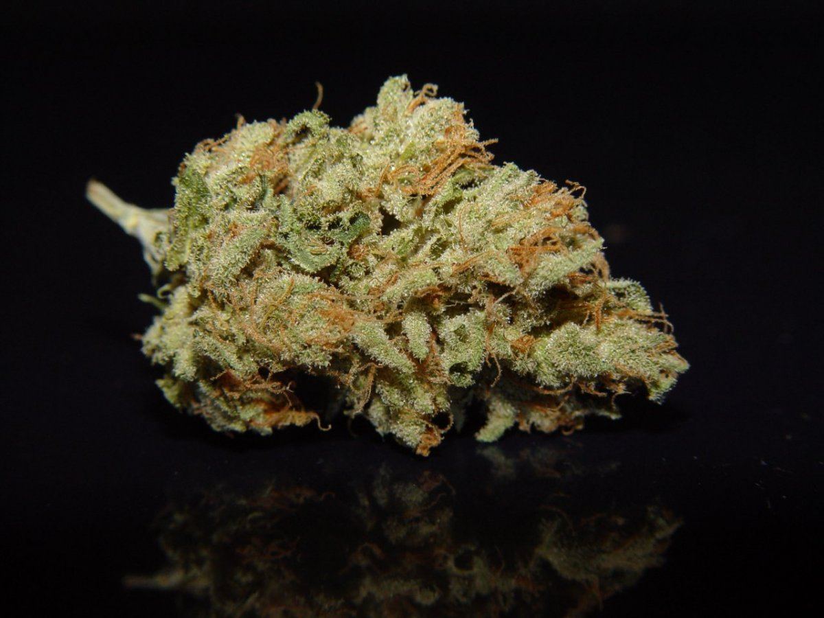 White Stardawg 2