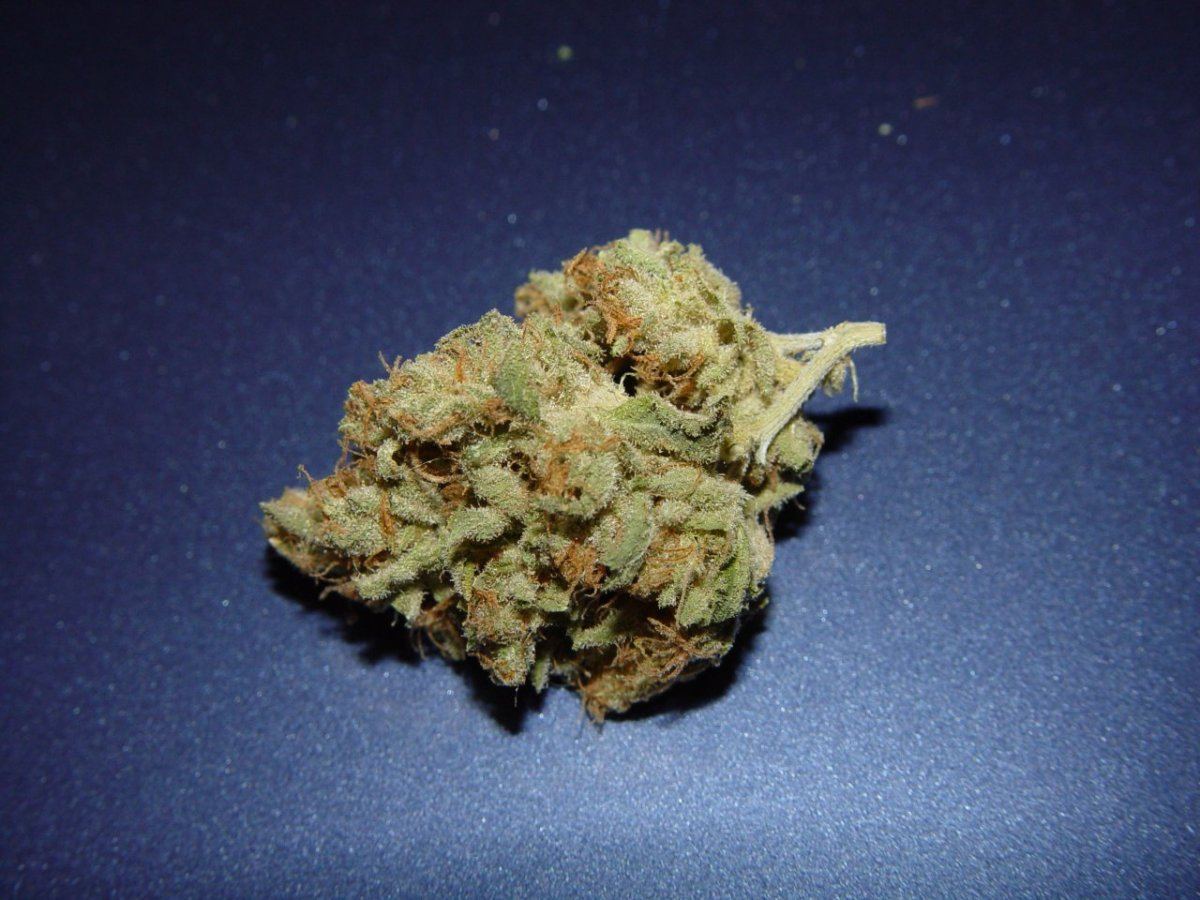 White Stardawg 3
