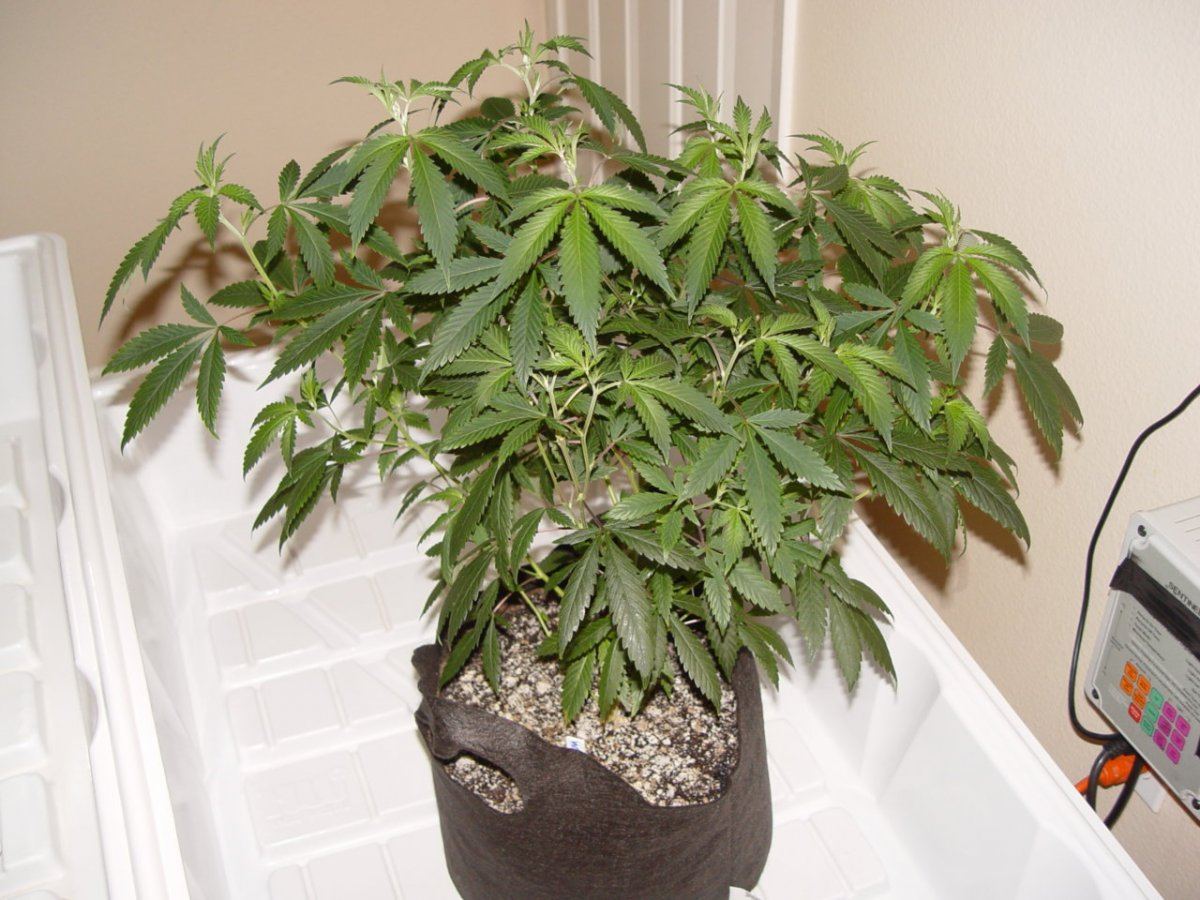 White Stardawg