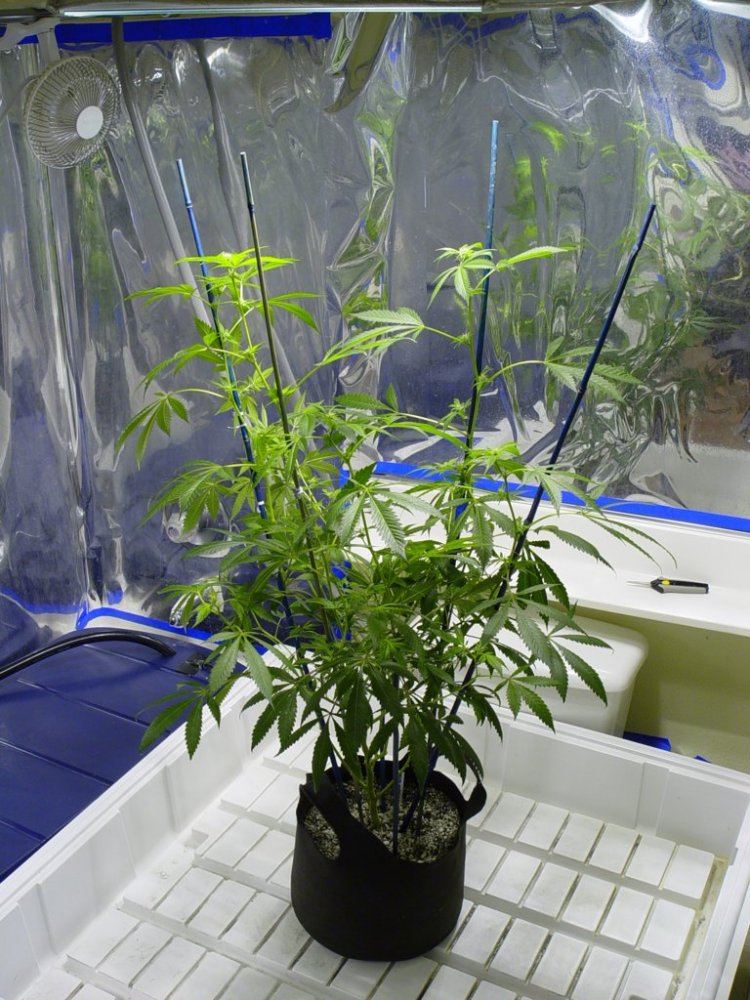 White Stardawg