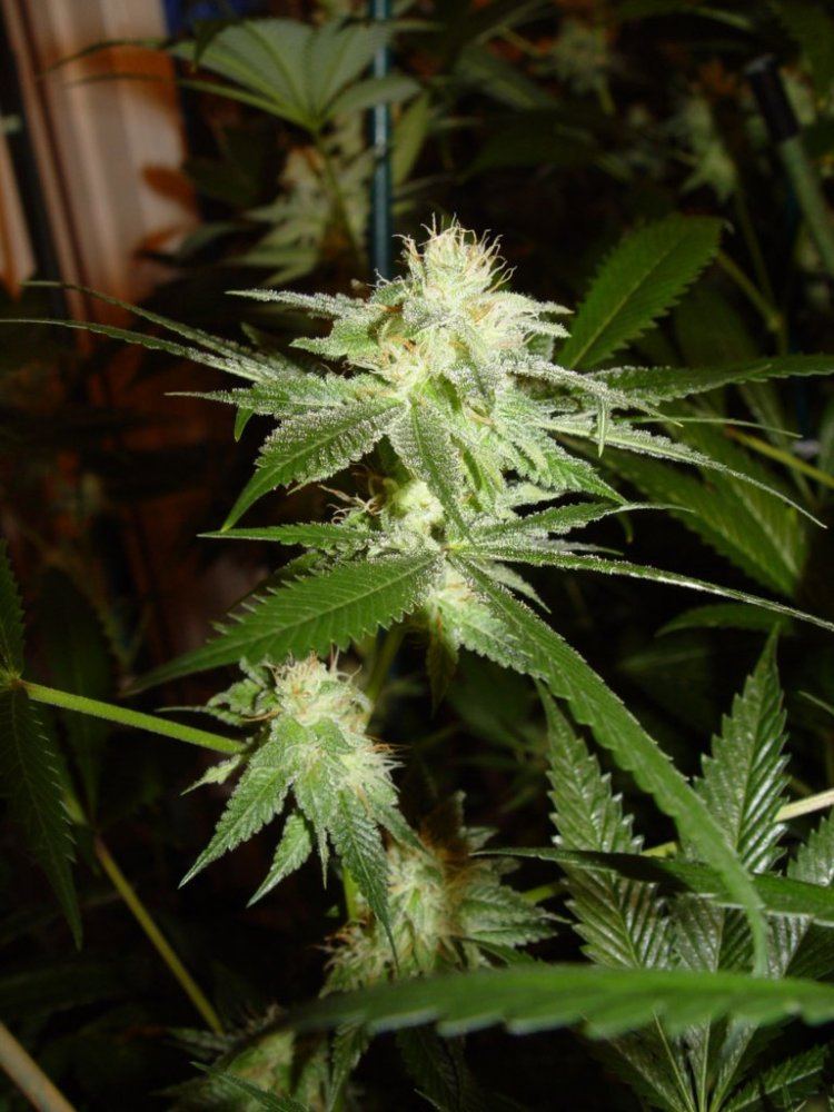 White Stardawg