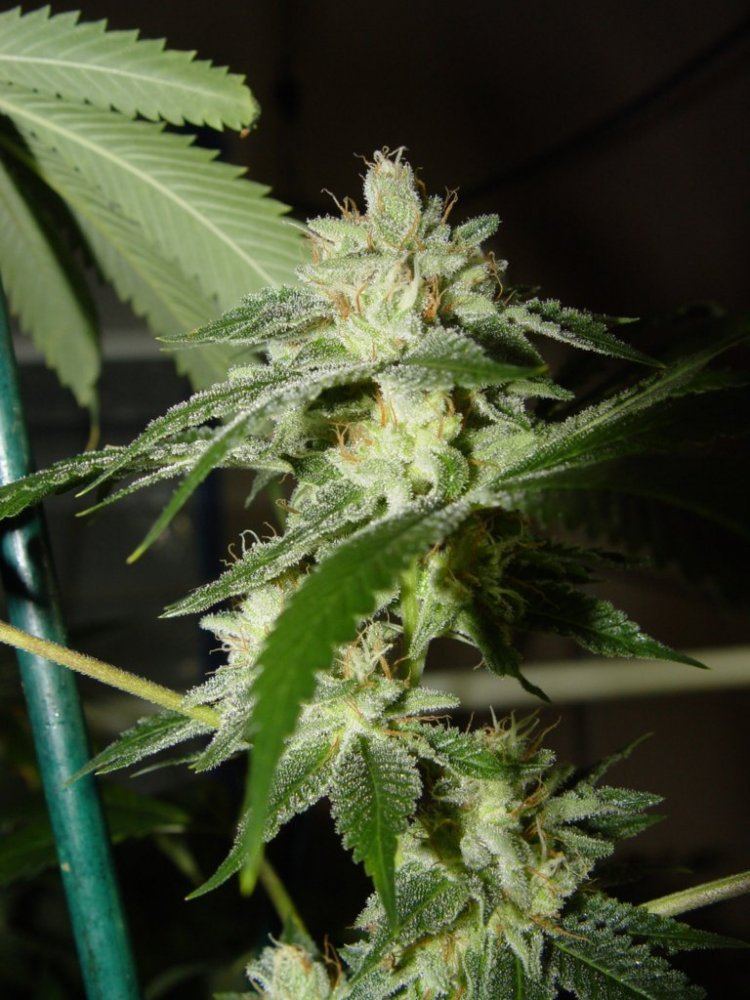 White Stardawg