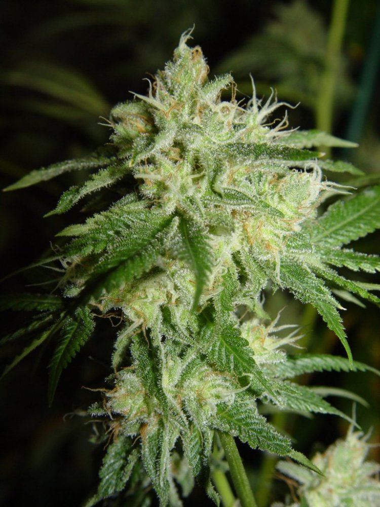 White Stardawg